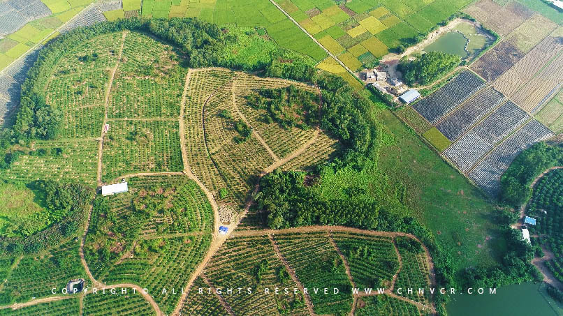 【全域分享】航拍中科富硒廉江紅橙基地，領(lǐng)略廉江紅橙生態(tài)種植
