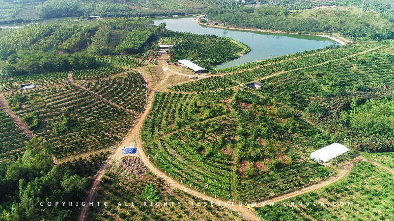 【全域分享】航拍中科富硒廉江紅橙基地，領(lǐng)略廉江紅橙生態(tài)種植