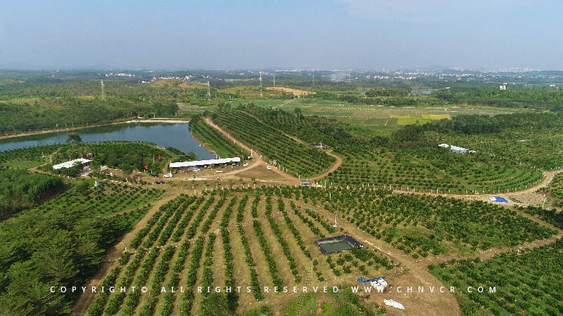 【全域分享】航拍中科富硒廉江紅橙基地，領(lǐng)略廉江紅橙生態(tài)種植