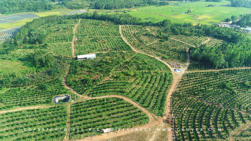 【全域分享】航拍中科富硒廉江紅橙基地，領(lǐng)略廉江紅橙生態(tài)種植