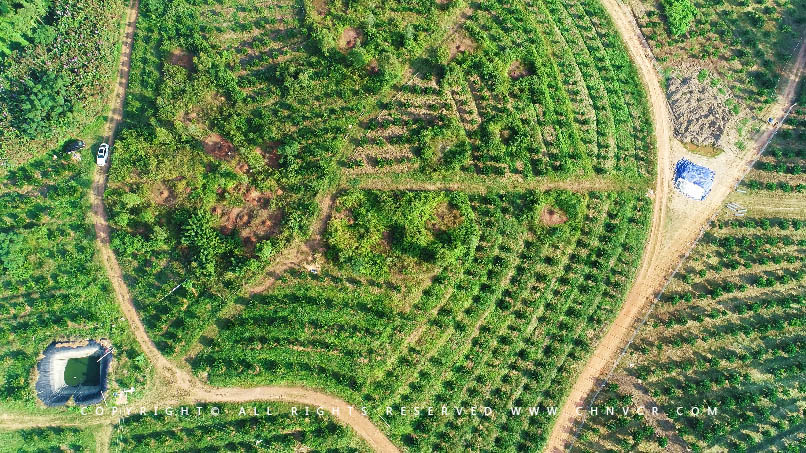 【全域分享】航拍中科富硒廉江紅橙基地，領(lǐng)略廉江紅橙生態(tài)種植