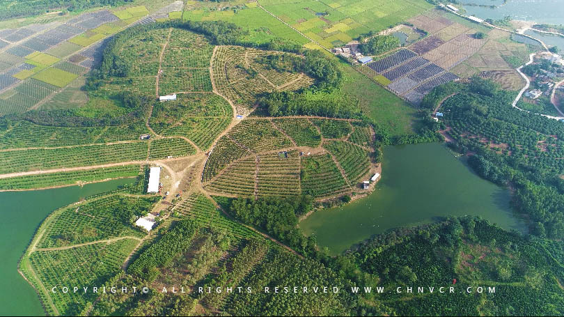 【全域分享】航拍中科富硒廉江紅橙基地，領(lǐng)略廉江紅橙生態(tài)種植